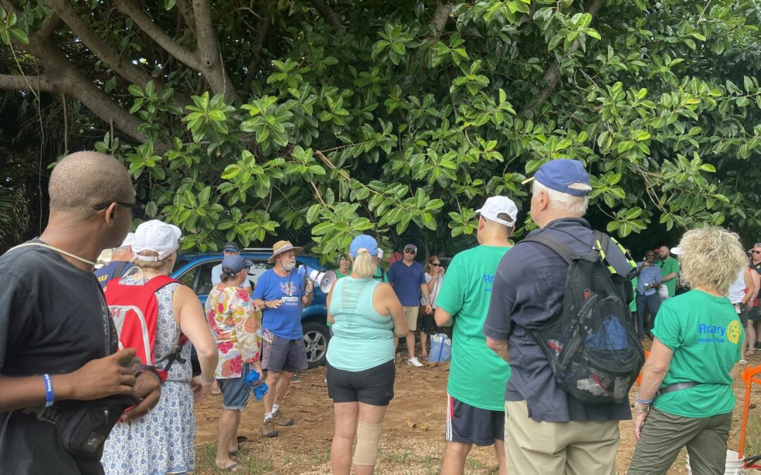 Bermuda Mangroves